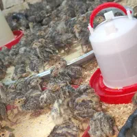 جوجه بلدرچین15روزه