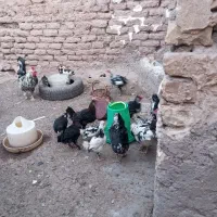 انواع مرغ و خروس گلین