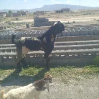 حیوان