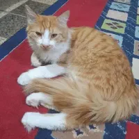 گربه نارنجی DSH