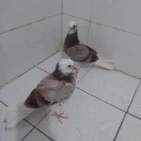 جفت کبوتر کوره ۱۵۰۰۰۰۰