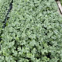 نهال هندوانه قوطی