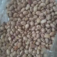 لوبیا چیتی خمین