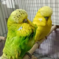 مرغ عشق اینگلیسی گرید a(کلکسیونی)