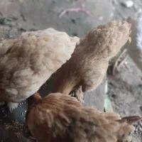برهما