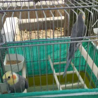 عروس هلندی
