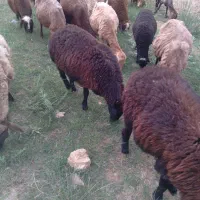 ۱۰راس میش افشاری