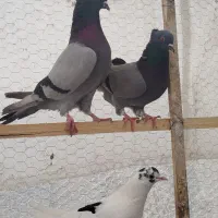 کفتر جوجسی الرام