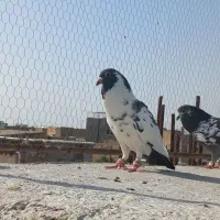 وسایل کبوتر