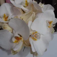 گل آرایی حرفه ای، آنلاین گل آدلی