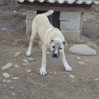 توله سگ سرابی اصیل 10ماهه