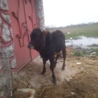 لیشه چالوسی اصیل        گاو ورزا