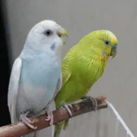 مرغ عشق زیبا