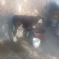 گوساله