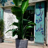 گل بزرگ تنه دار نخل نیکولای آمستر بزرگ کنار سالنی