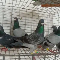 کفتر آلمانی همه نر