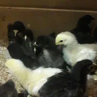 جوجه برهما