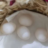 تخم عروس هلندی نطفه دار