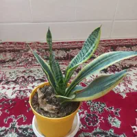 گل قشنگ