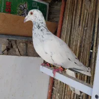 کبوتر صید نر