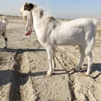 بز پاکستانی