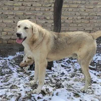 واگذاری سگ عراقی 2ساله