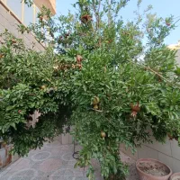 اجاره-واحد-مسکونی-ویلایی