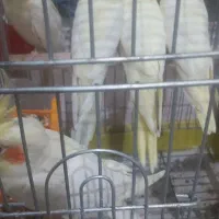 عروس هلند گم شده