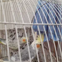 یک جفت عروس هلندی نر و ماده