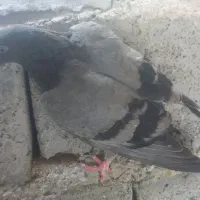 کبوتر