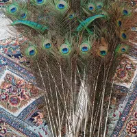 پر طاووس