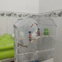 عروس هلندی