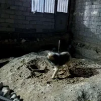 سگ سرابی اصل
