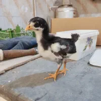 جوجه گلین لری