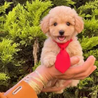 توله پودل کراس