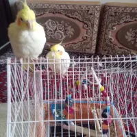 دو جفت عروس هلندی نر و ماده