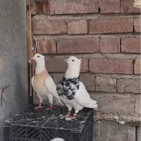 جفت کفتر طوقی