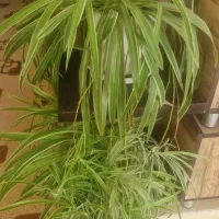 گلهای زیبای آپارتمانی
