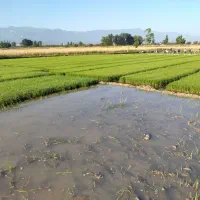 تیم شالی ندا