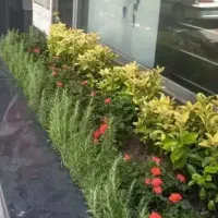 خدمات باغبانی هرسکاری گل کاری و تعویض خاک گلدون