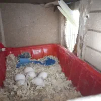 یک جفت عروس هلندی جوجه داده .