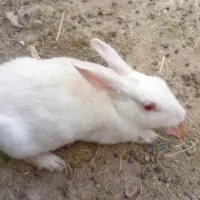 خرگوش نژاد دار