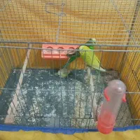 مرغ عشق همراه با۱عدد جوجه