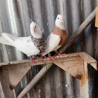 نرماده طوقی درجه یک با جوجه