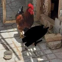 خروس جوان