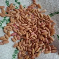 گندم.دیم.تمیز.واران