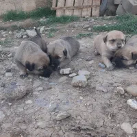 سگ توله سرابی اصیل قیمت سه تومان وجوده