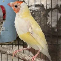 فنچ|پرنده|ساوه, |دیوار