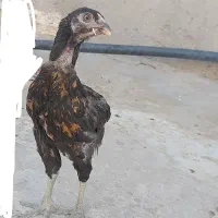 جوجه لاری