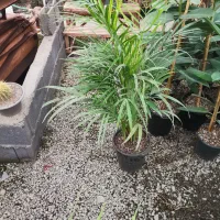 اریکا